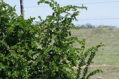 Canthium spinosum