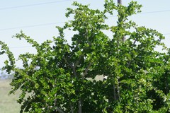 Canthium spinosum