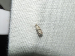 Cochylidia implicitana