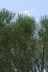 Euphorbia tirucalli