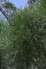 Euphorbia tirucalli