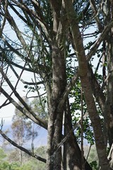 Euphorbia tirucalli