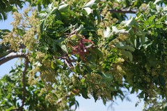 Searsia chirindensis