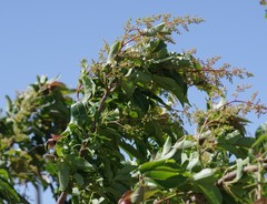 Searsia chirindensis