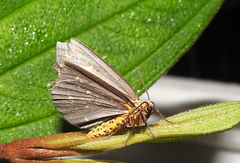Abraxas poliaria