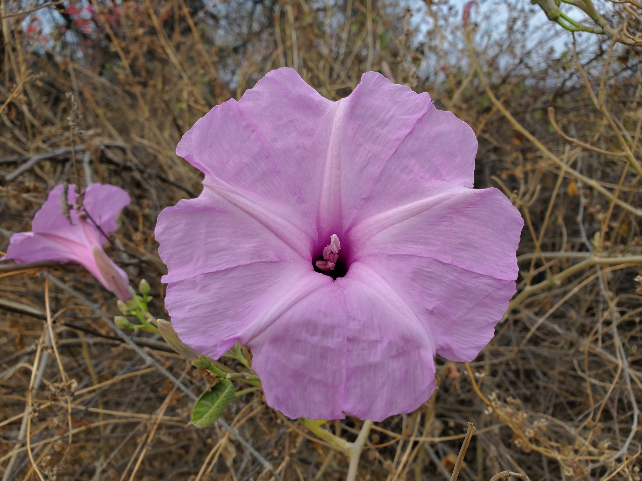 Ipomoea carnea image