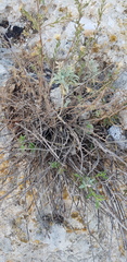 Chiliadenus iphionoides