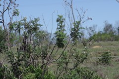 Berkheya bipinnatifida