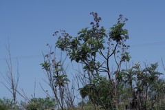 Berkheya bipinnatifida