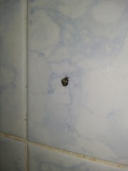 Clogmia albipunctata