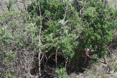 Berkheya bipinnatifida