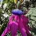 Passiflora longipes - Photo (c) Nicolás Baresch Uribe, some rights reserved (CC BY), uploaded by Nicolás Baresch Uribe