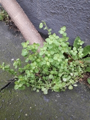 Stellaria media