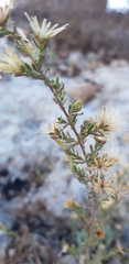 Chiliadenus iphionoides