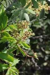 Cyphostemma quinatum