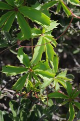 Cyphostemma quinatum