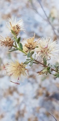 Chiliadenus iphionoides