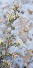 Chiliadenus iphionoides