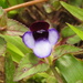 Torenia bicolor - Photo (c) Hopeland, osa oikeuksista pidätetään (CC BY), lähettänyt Hopeland