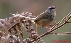 Prinia superciliaris