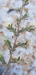 Chiliadenus iphionoides