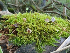 Mycenella bryophila