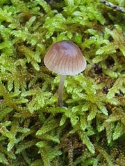 Mycenella bryophila