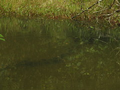 Clinotarsus curtipes