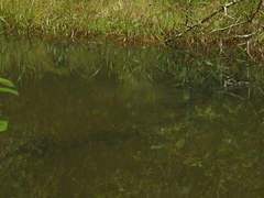 Clinotarsus curtipes