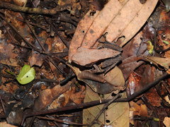 Clinotarsus curtipes