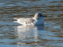 Larus canus