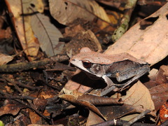 Clinotarsus curtipes