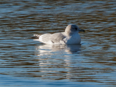 Larus canus