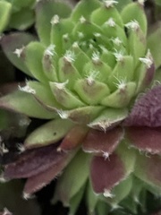 Sempervivum