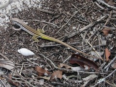 Glaucomastix littoralis