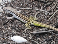 Glaucomastix littoralis