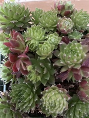 Sempervivum