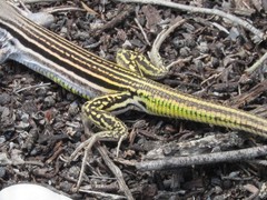 Glaucomastix littoralis