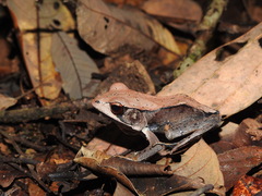 Clinotarsus curtipes