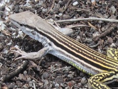 Glaucomastix littoralis