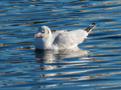 Chroicocephalus ridibundus