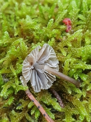 Mycenella bryophila