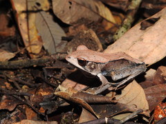 Clinotarsus curtipes