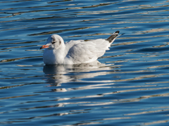 Chroicocephalus ridibundus