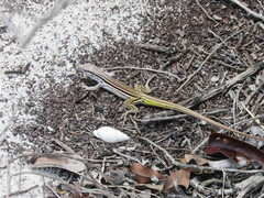 Glaucomastix littoralis