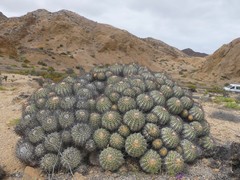 Copiapoa longistaminea