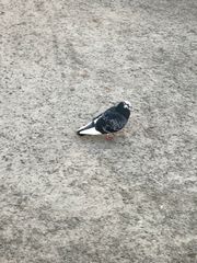 Columba livia domestica