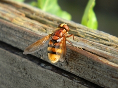 Volucella zonaria