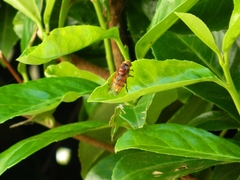 Volucella zonaria