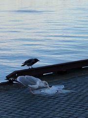 Larus argentatus